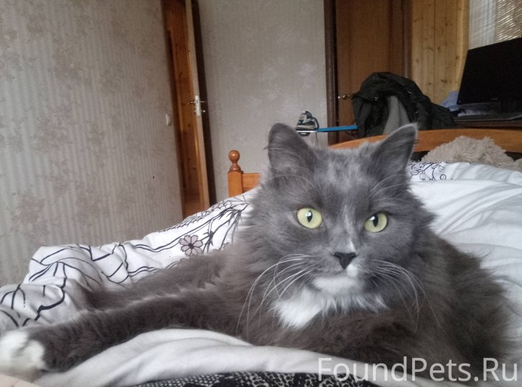 Кот дымчатый с белой грудкой