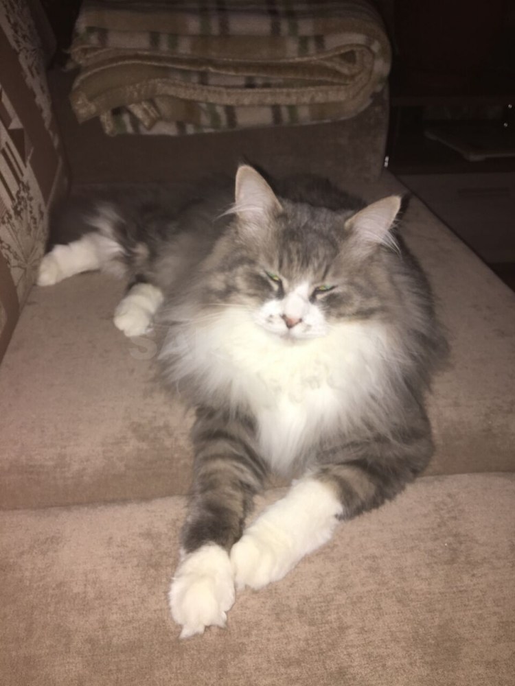 Сибирский кот с белой грудкой