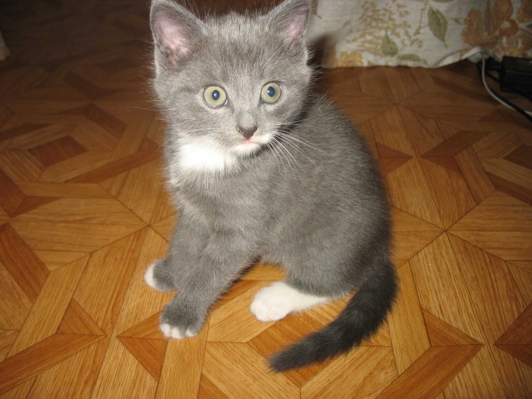 Серая кошка беспородная