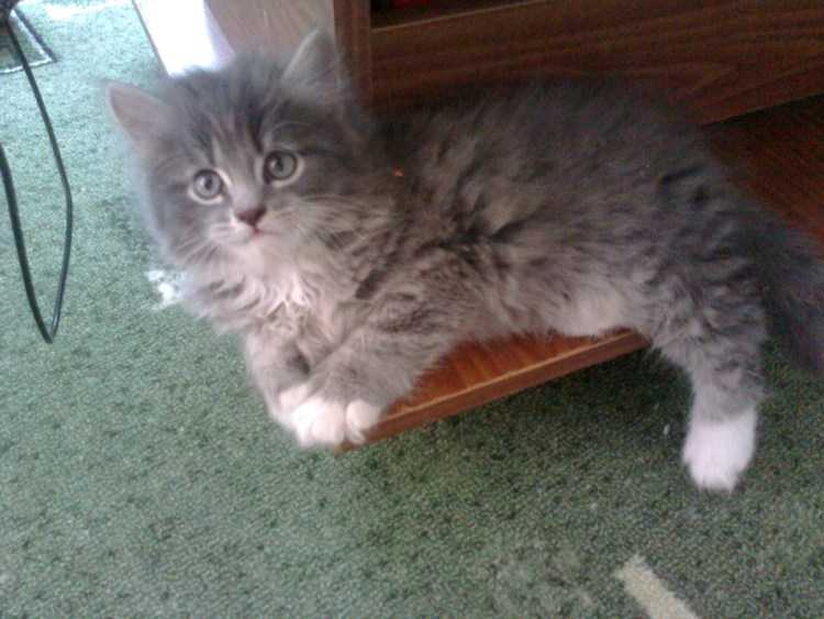 Сибирская кошка серая с белой грудкой