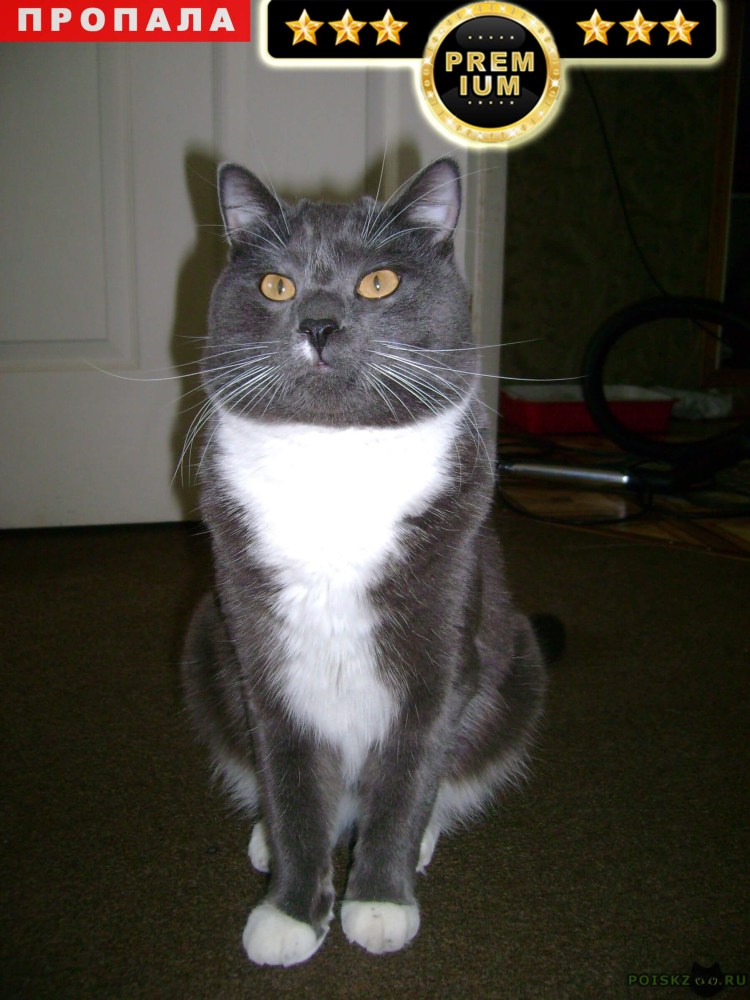 Котенок пепельного цвета