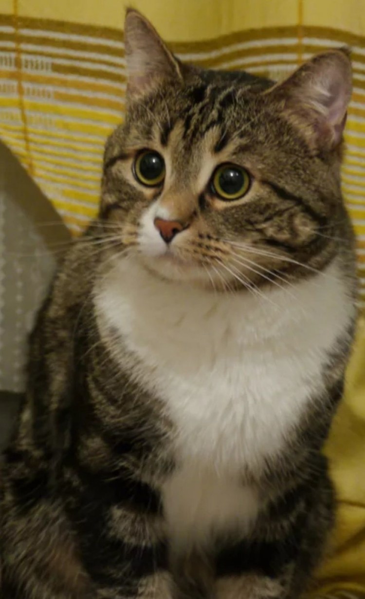 Серый котенок с полосками