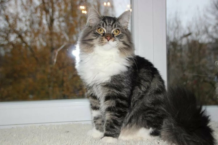 Британский кот белый с серым