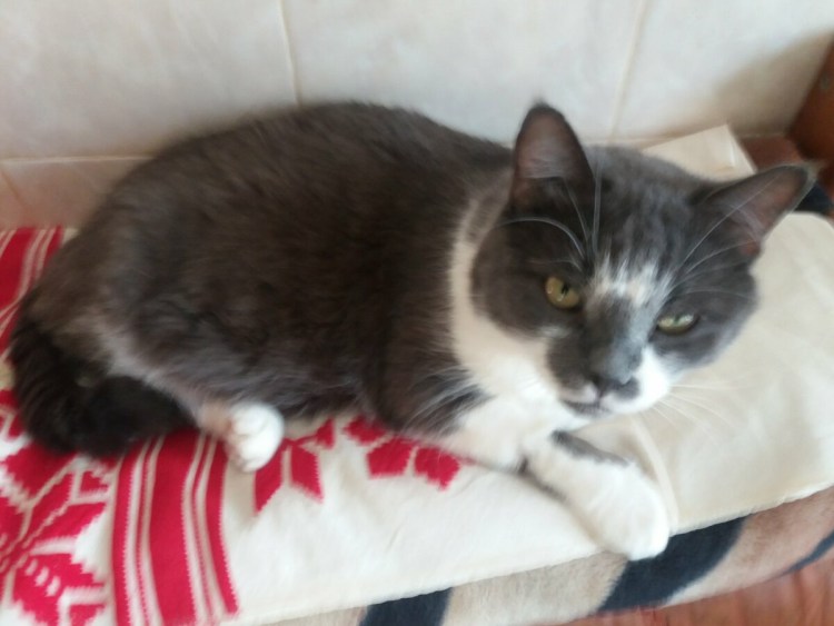 Кота по имени Ричард