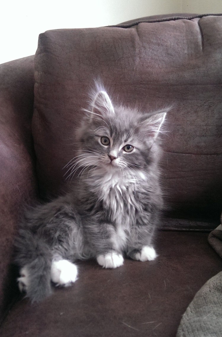 Маленькие котята обычные