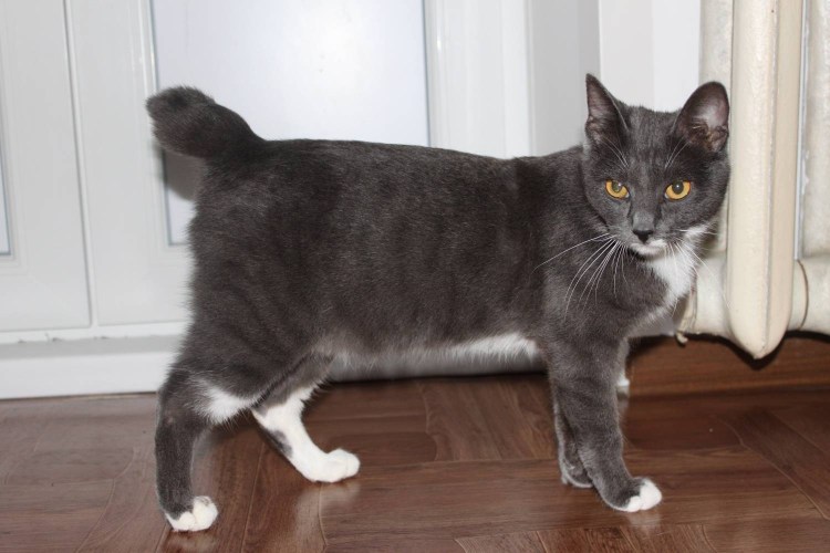 Кошка серая метис русская голубая