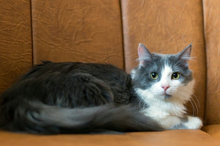 Полосатый котенок