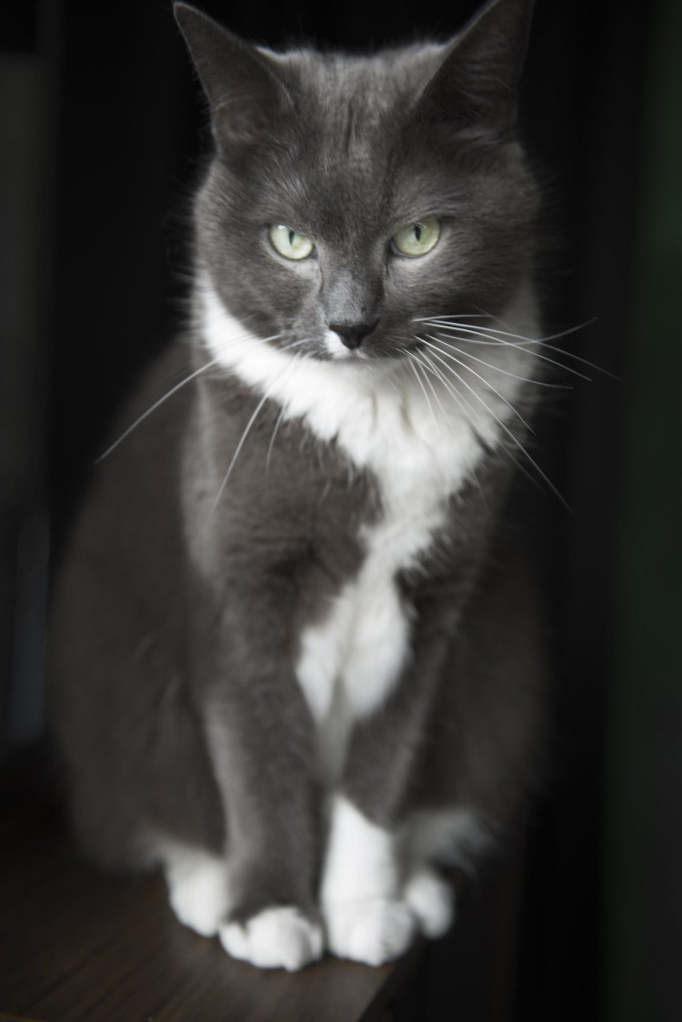 Серо белый кот