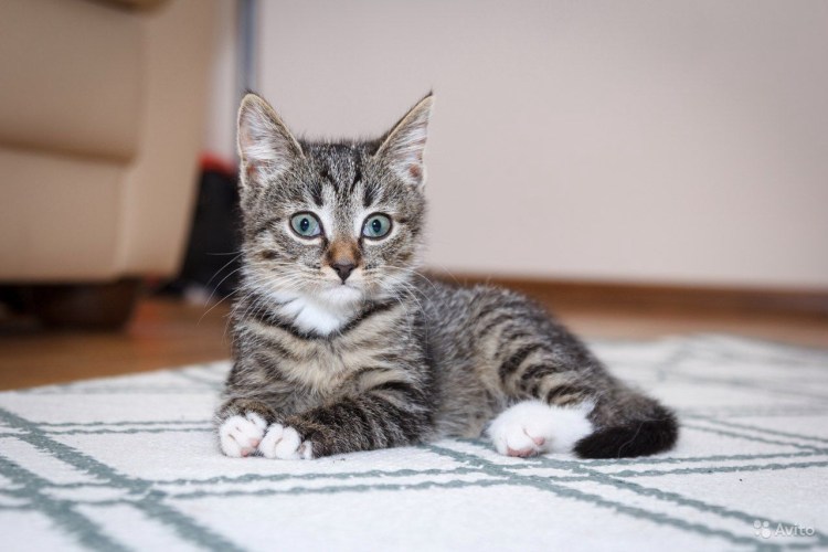 Кот серо коричневый полосатый