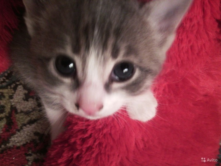 Кошки серые полосатые с белой грудкой