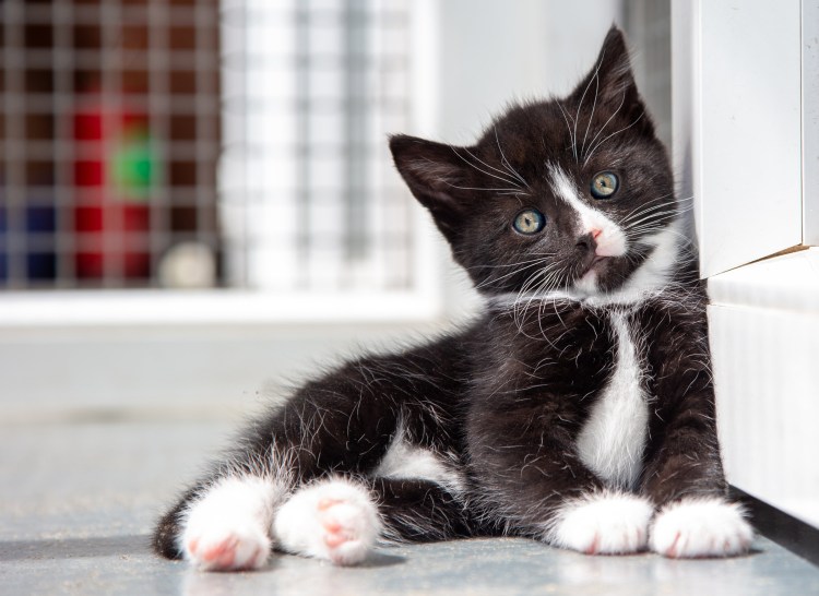 Котята на аву