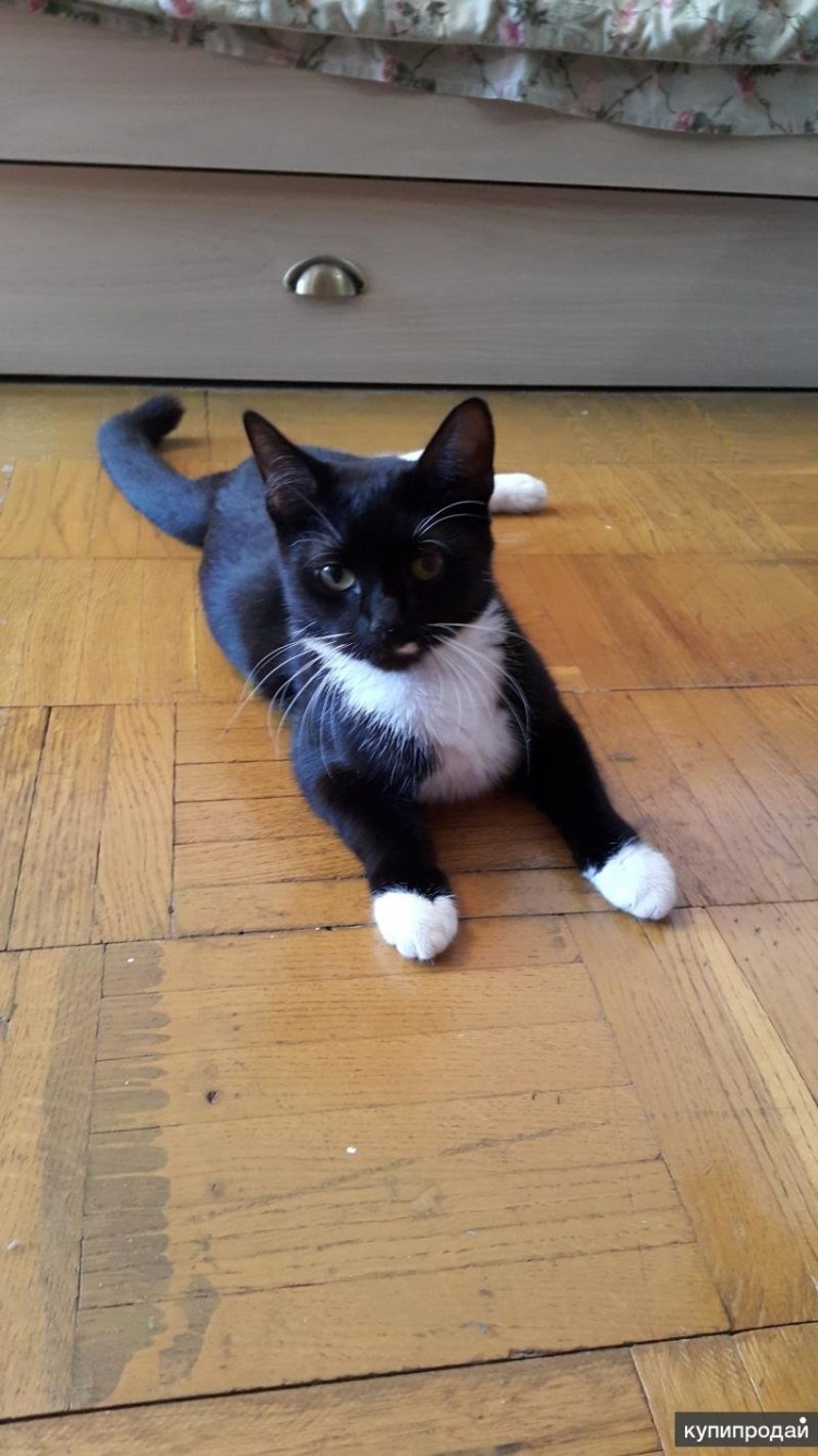 Сибирская кошка продаю отдаю СПБ