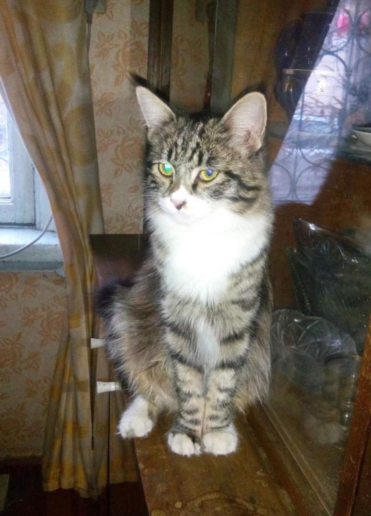 Серая пушистая кошка с белой грудкой