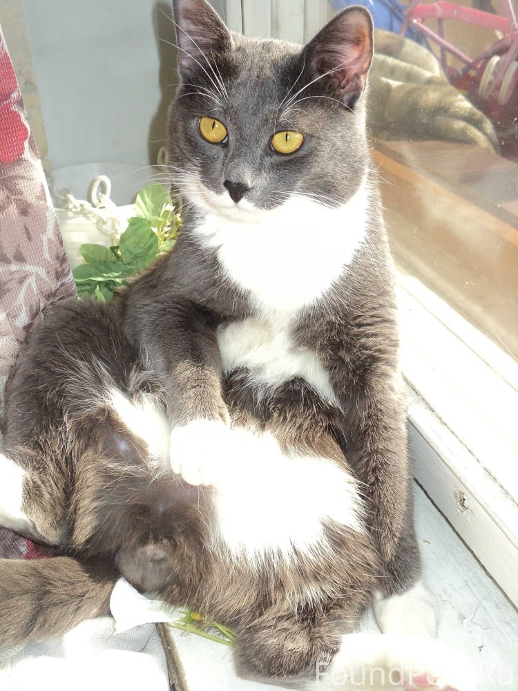 Кот Бомбей с белой грудкой