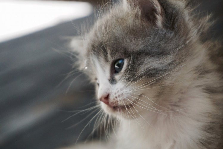 Сибирская дымчатая короткошерстная биколор