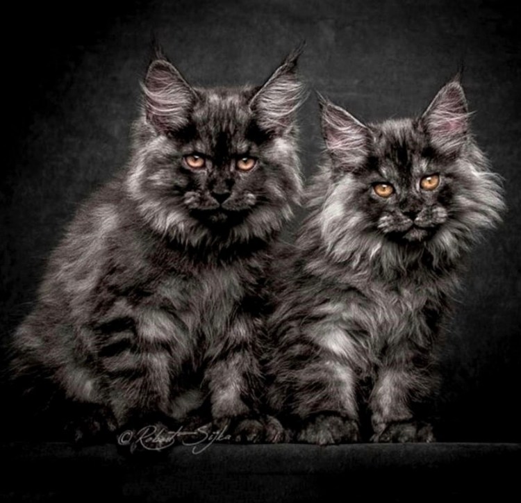 Мейн кун Роберт сижка