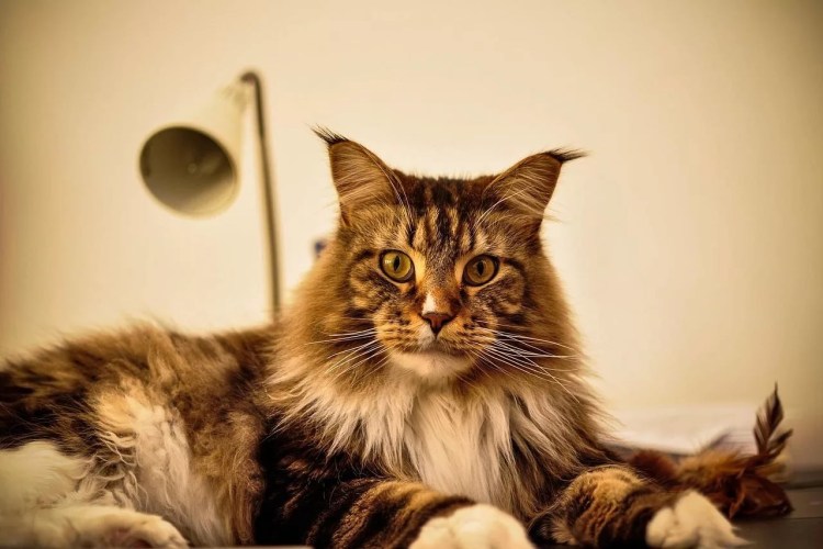 Кот Мейн кун фото