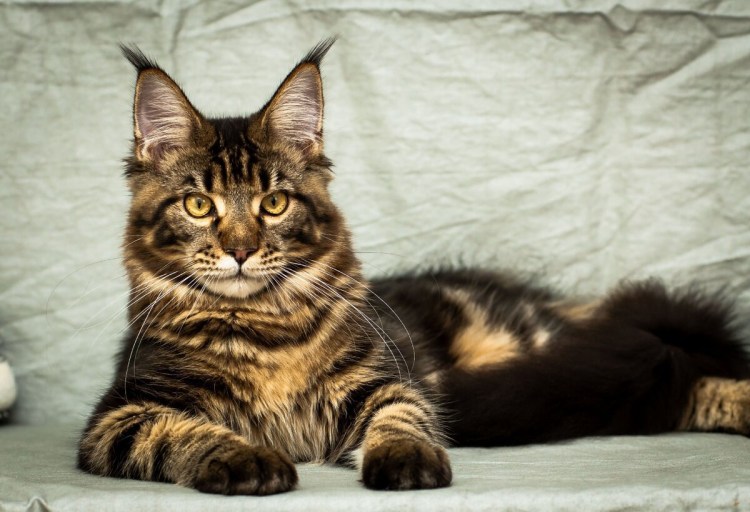 Мейн кун бурый