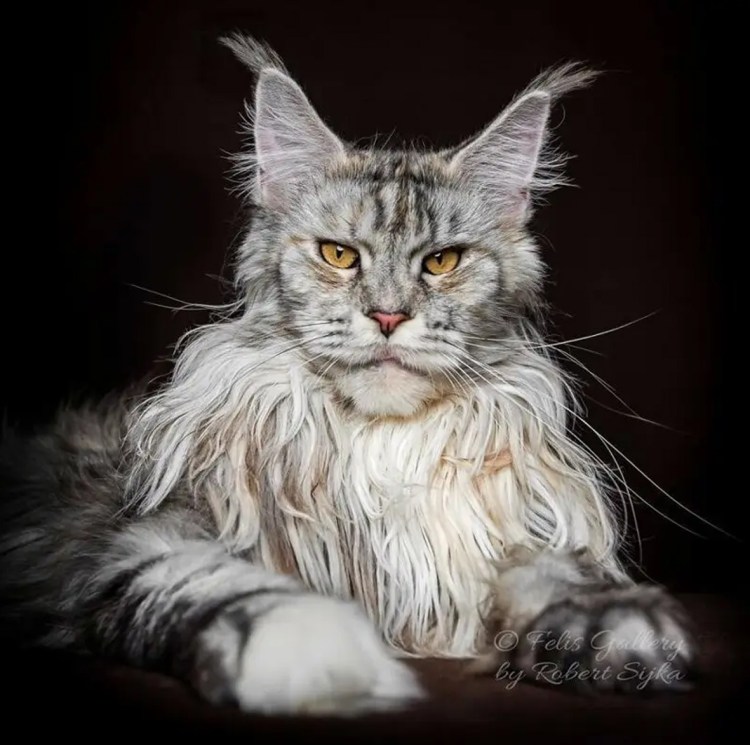 Кот Мейн кун