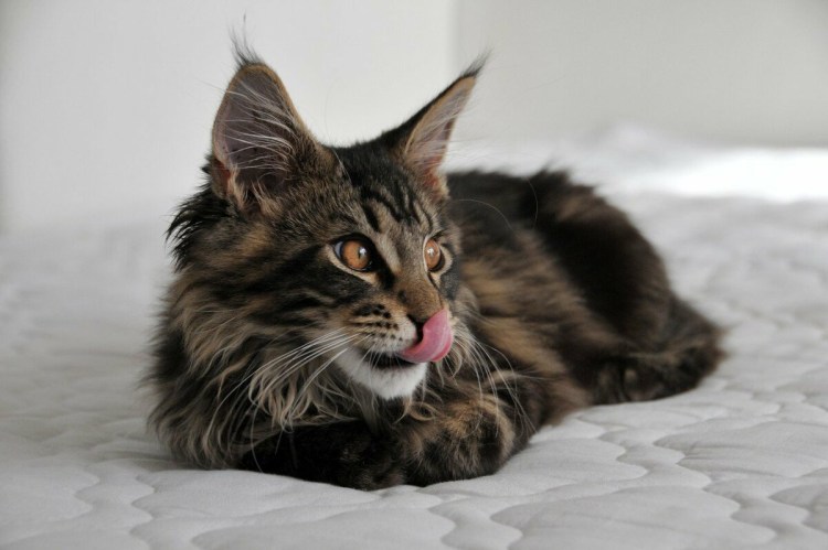 Кошка Мейн кун