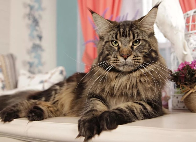 Кошка Мейн кун