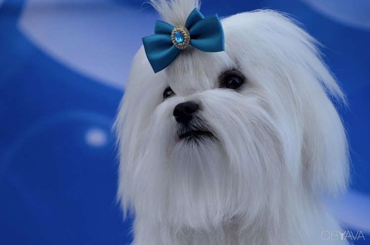 Болонка мальтезе