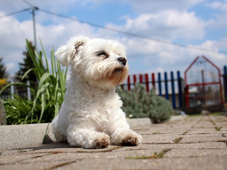Собачка Мальтийская болонка
