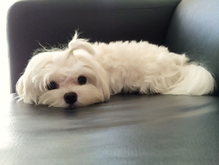 Мальтийская болонка Teacup