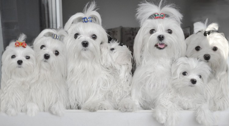 Японская болонка