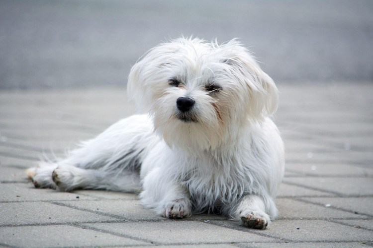 Мальтийская болонка мальтезе