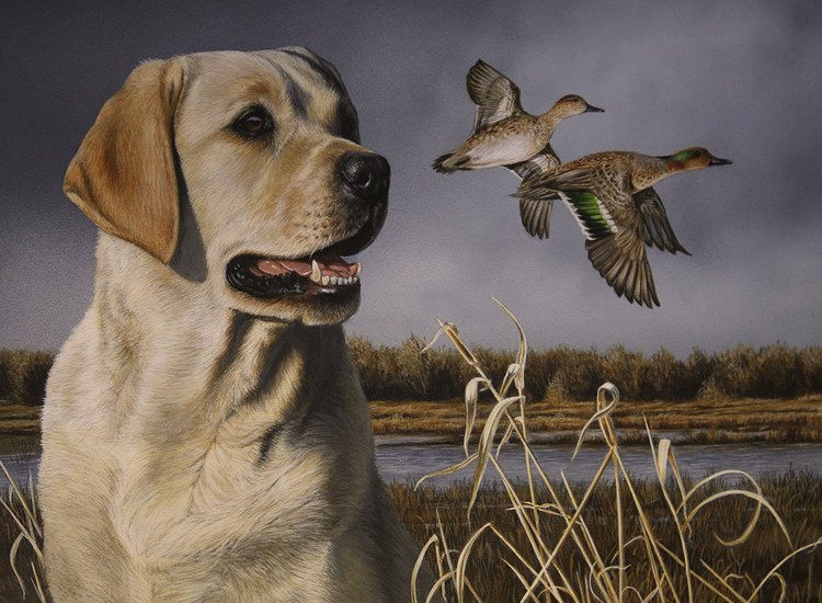 Лабрадор ретривер охотник