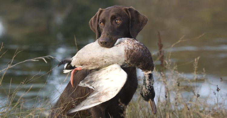 Охотничьи собаки на пернатую дичь