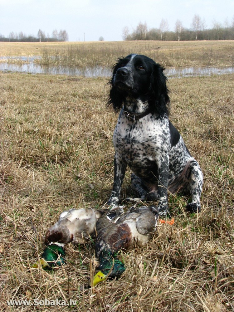 Русский охотничий спаниель ох