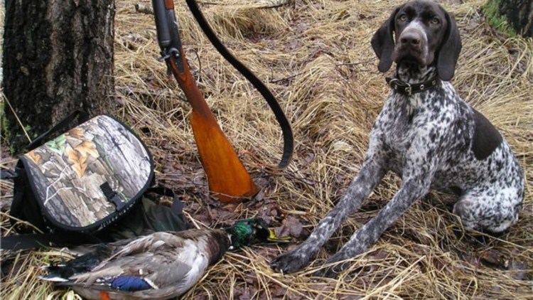 Курцхаар охотник на утку