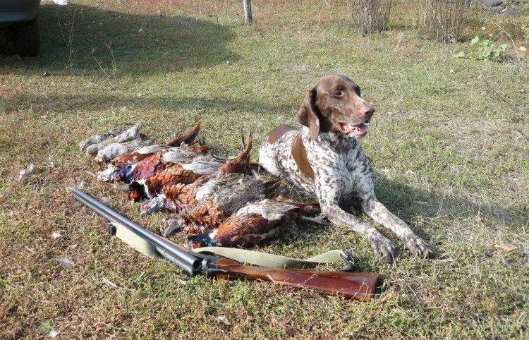 Курцхаар охотник на утку