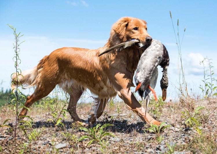 Новошотландский утиный ретривер