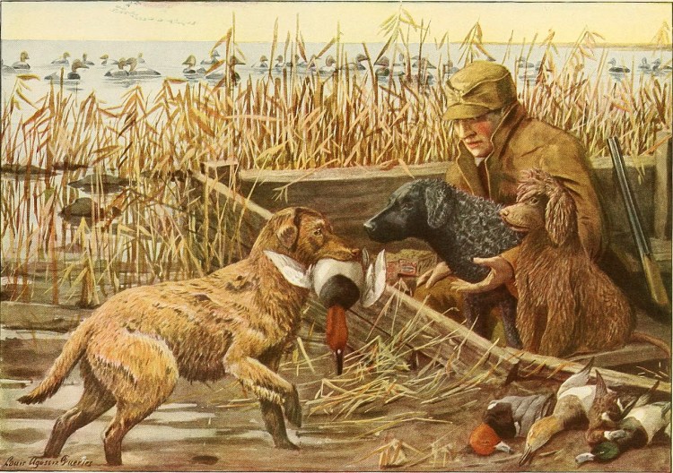 Охотничьи собаки на охоте