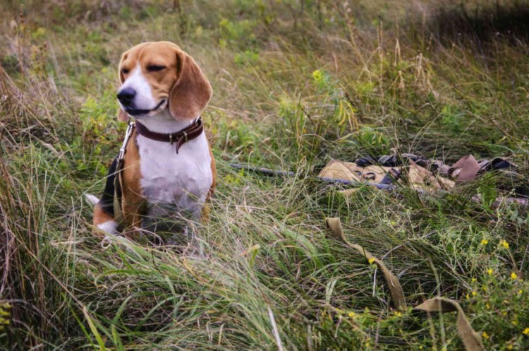 Бигль охотник
