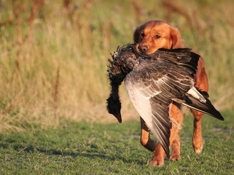 Небольшие охотничьи собаки