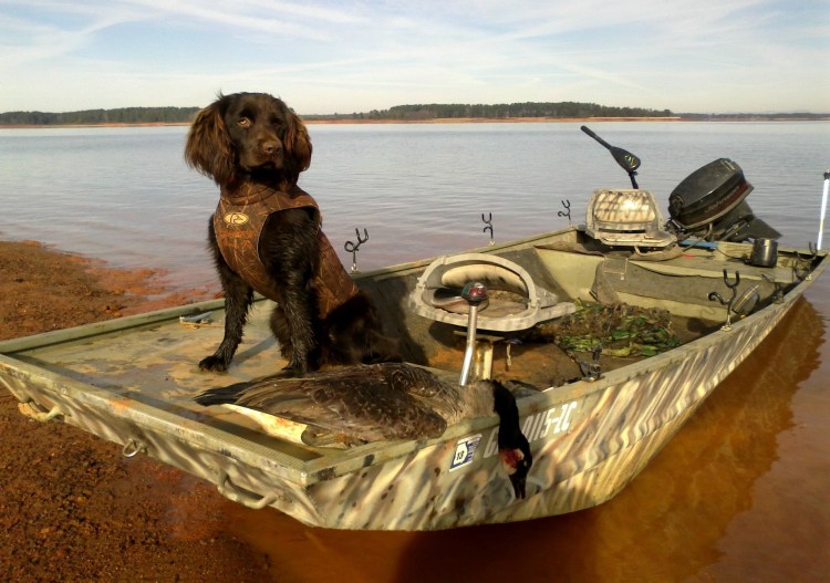 Собака для утиной охоты