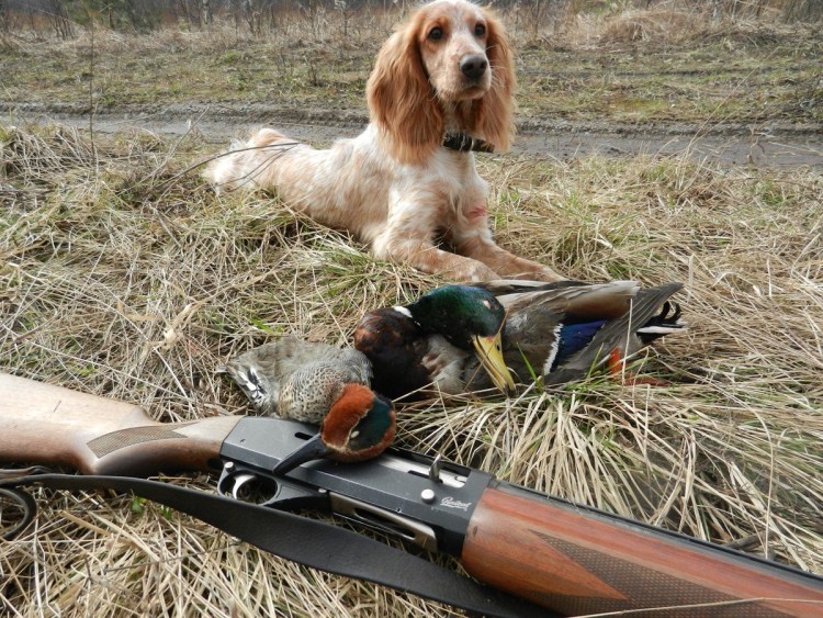 Русский охотничий спаниель на охоте