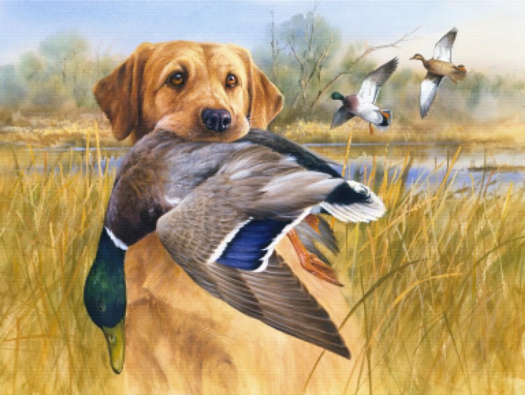 Джим Киллен птицы