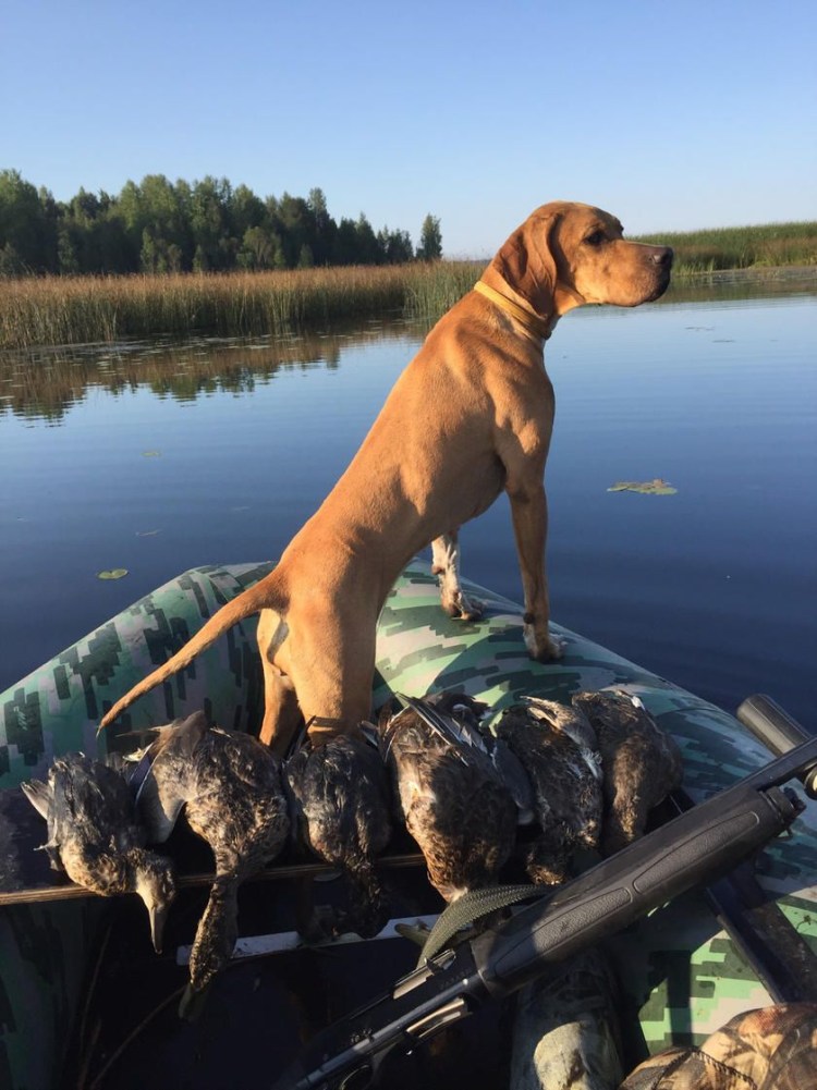 Собака для охоты на уток