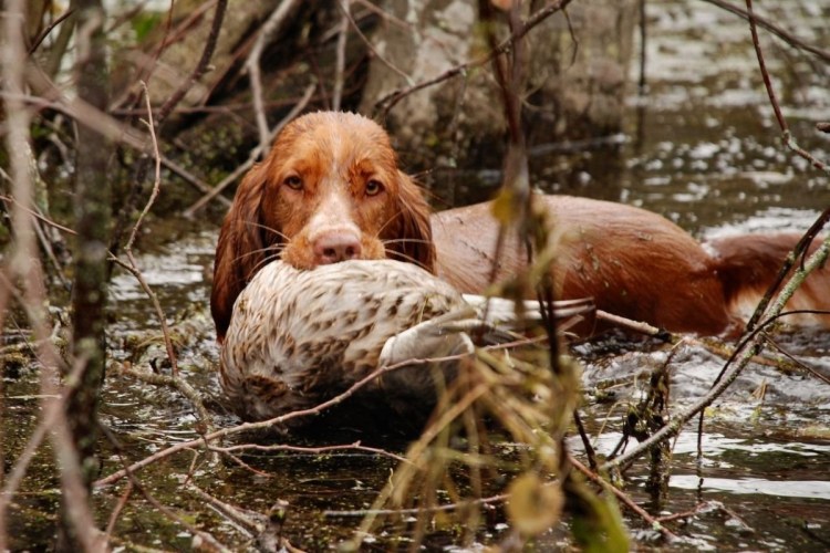 Кокер спаниель и охотник