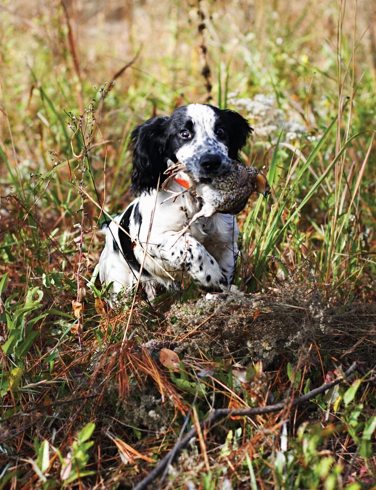 Джек русский спаниель