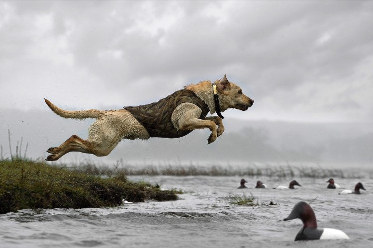 Лабрадор ретривер на охоте