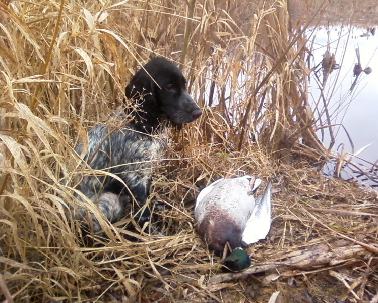 Утка кряква охота