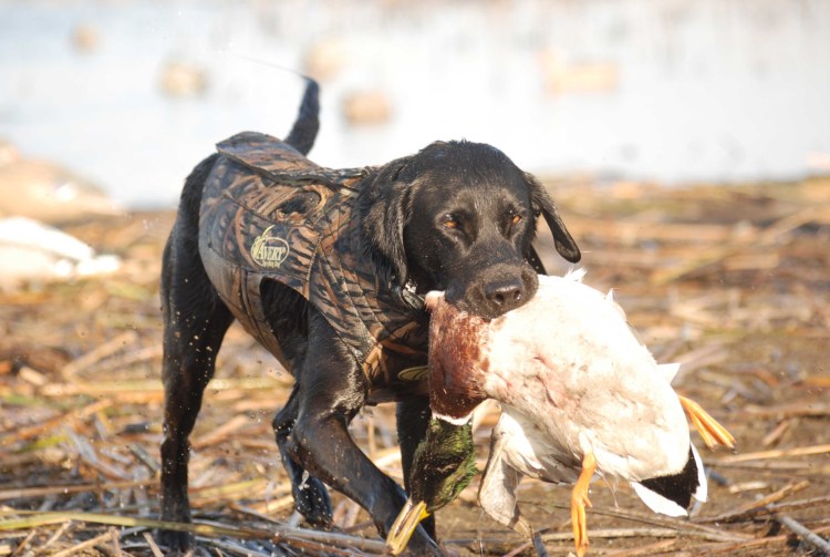Что такое подружейная собака лабрадор
