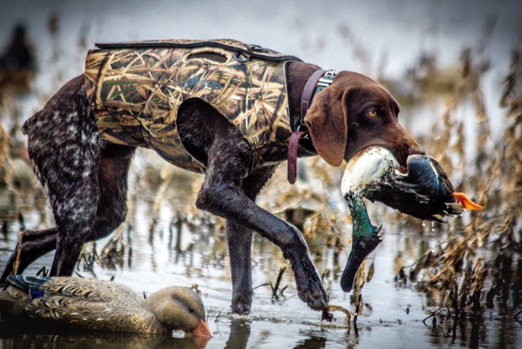 Утка для собак