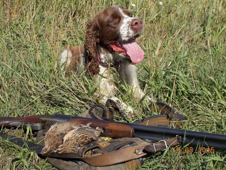 Английский кокер спаниель на охоте